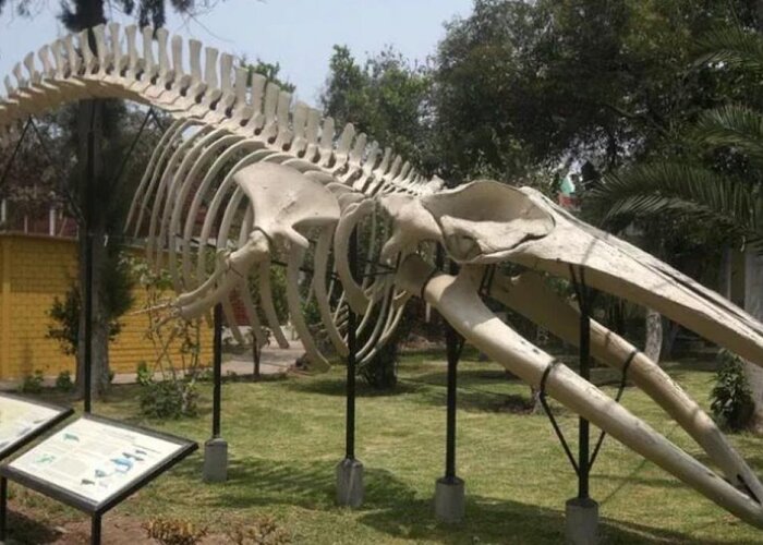 The Natural History Museum Cusco