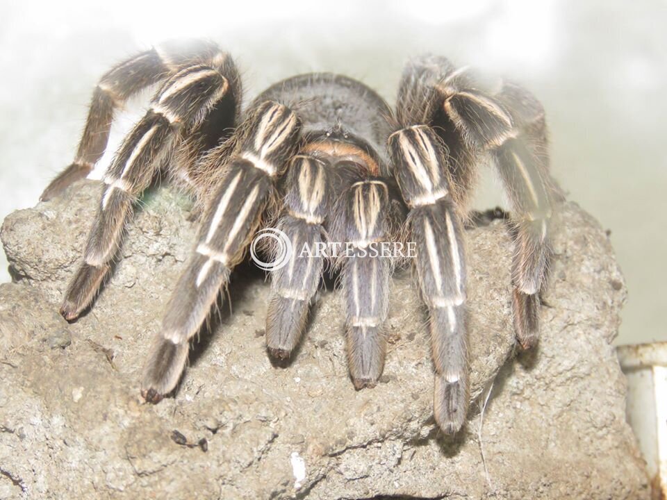 Leon Entomological Museum